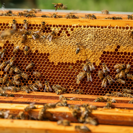 From Hive to Heat The Story of Harry's Hot Honey - Bees in a hive